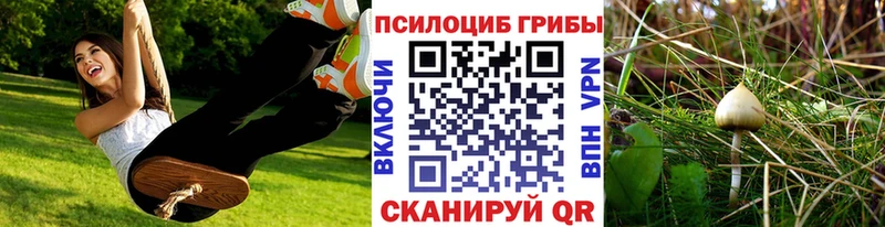 купить наркотик Александровское Галлюциногенные грибы Psilocybine cubensis